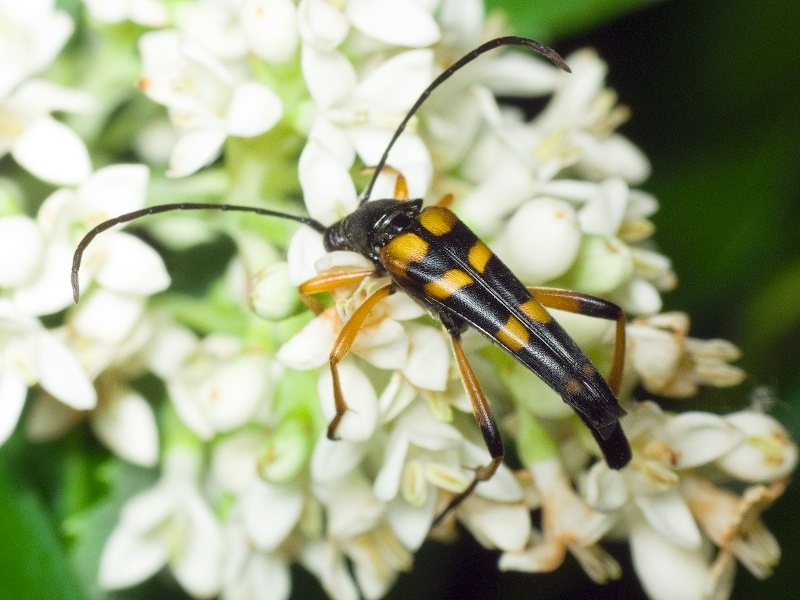 Strangalia attenuata (Linnaeus, 1758)